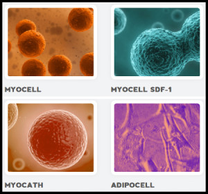 various-cells